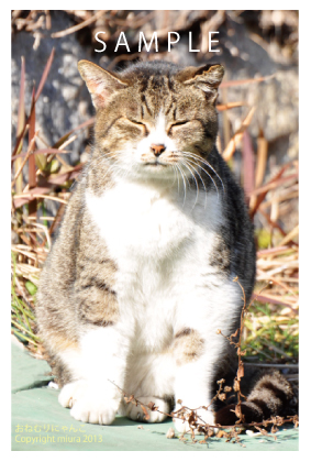 おねむりにゃんこ