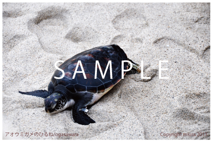 アオウミガメのひるね