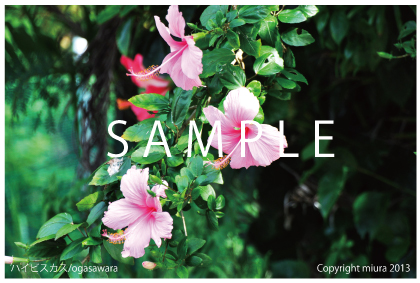 ハイビスカス