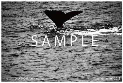 マッコウクジラの尾